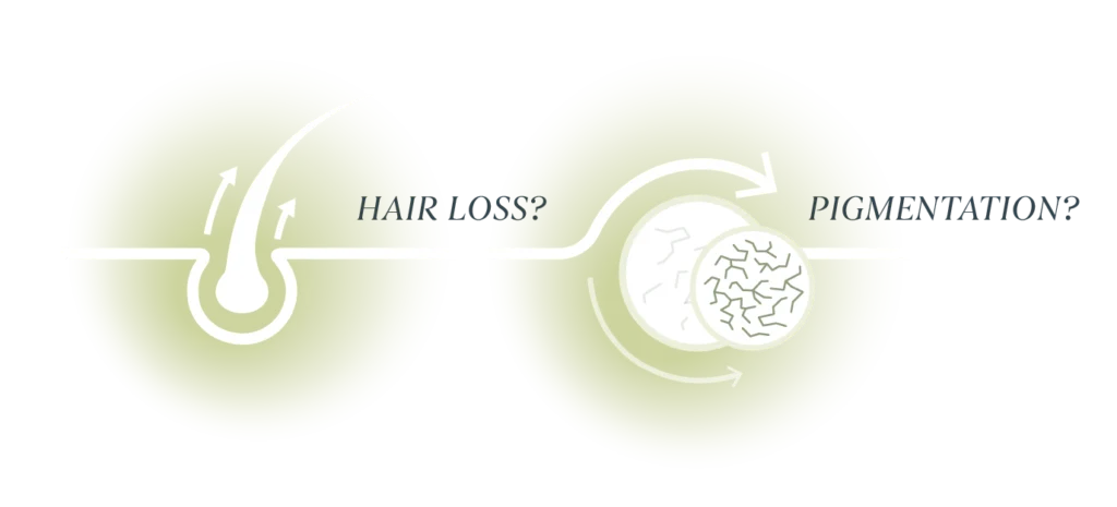 Diagram of a hair follicle showing pigment-containing cells moving toward the hair shaft (melanin transport)